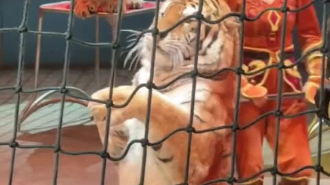 This Tiger 🐅 Was Depressed Because Of Human 🥲