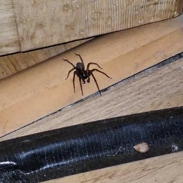 Common House Spider