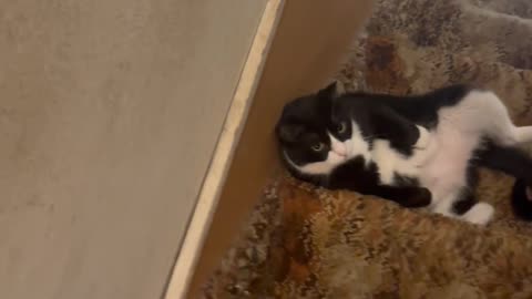 Tuxedo Cat Chills On Basement Steps