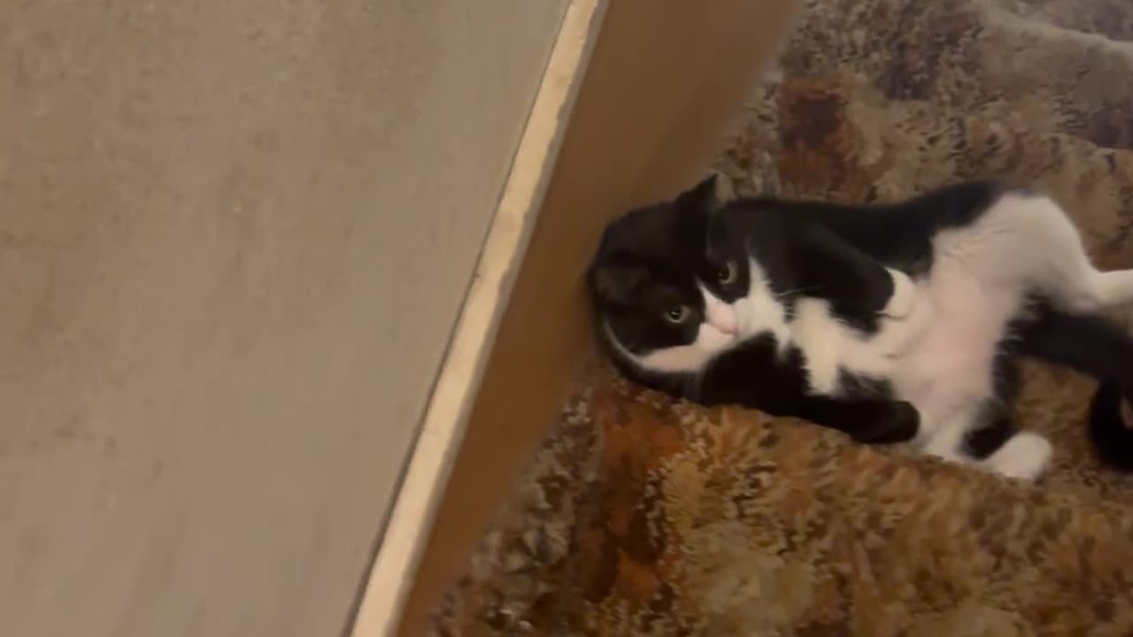 Tuxedo Cat Chills On Basement Steps