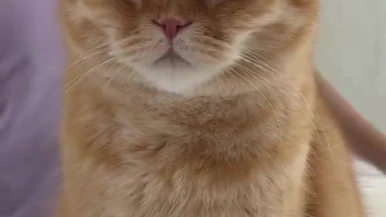 When Youโre Done With Everyoneโs Nonsense ๐พ๐ #GrumpyCatVibes ๐พ #JudgyCat ๐ #CatMood ๐น #PetComedy ๐พ