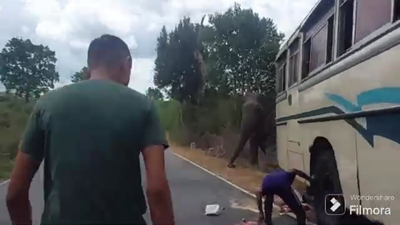 Wild Elephant Srilanaka Attack Van