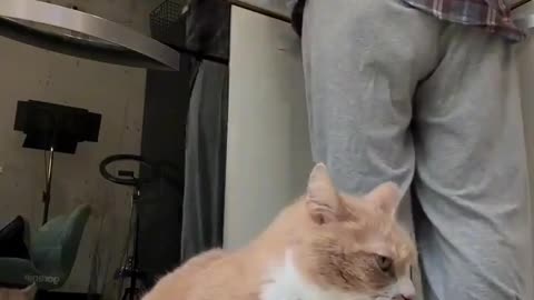 😂🚗 When you're two minutes late to feed your car! | FunFM