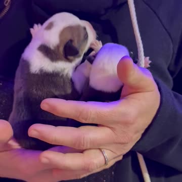 Less than a week old Corgi's