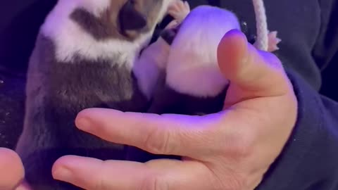 Less than a week old Corgi's