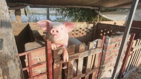 cleaning pig fram part 3