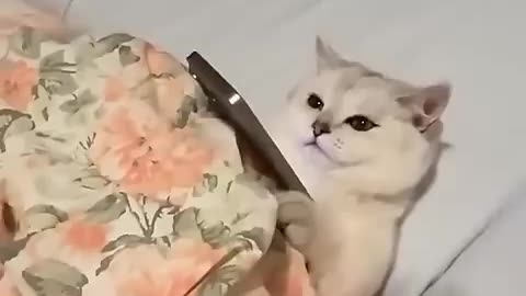 Must Watch: Cats but they get more sus 🤨 (part 2) #cat #funny #funnycats #trendi