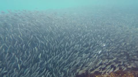 Sardines: The Ocean’s Tiny Titans & Their Big Impact