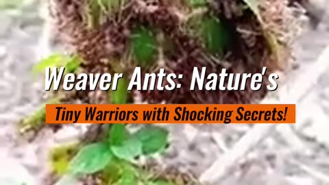 Weaver Ants Nature’s Tiny Warriors with Shocking