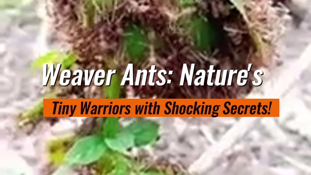 Weaver Ants Nature’s Tiny Warriors with Shocking