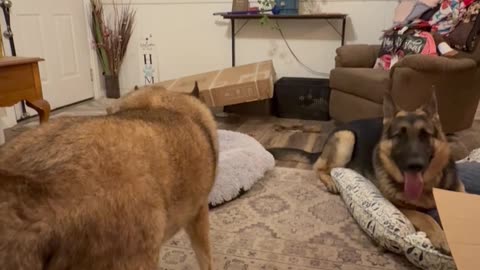German Shepherd Hogs All The New Dog Beds