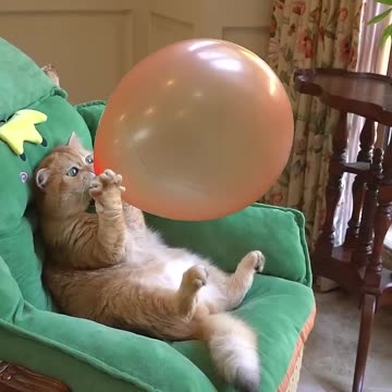Boom,Scared me! #funny_cats #cat #funny_videos