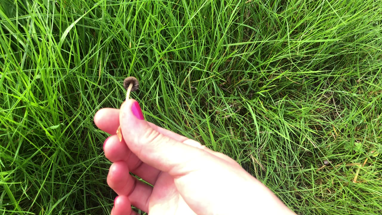 Do you know what time it is?😉😉it's liberty caps time!