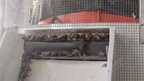 RDF Pellet Mill: Transform Waste into High-Value Solid Fuel