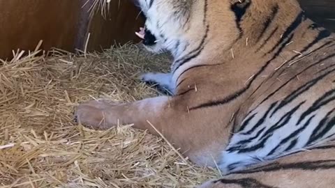 "Roar of the Striped Hunter"
