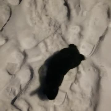 Flashback to that snowy night when I was stalked by a dangerous creature. 🐇😱 | #SparklegleamFarm