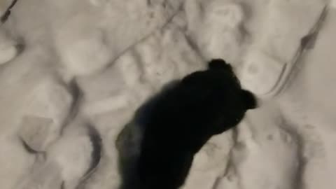 Flashback to that snowy night when I was stalked by a dangerous creature. 🐇😱 | #SparklegleamFarm