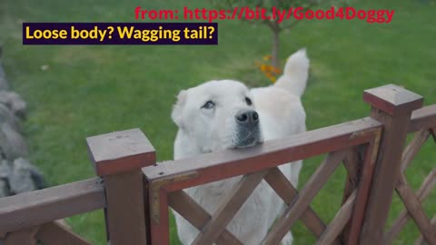 Before You Touch a Dog—Must-Know Consents - How to Properly Pet a Dog!