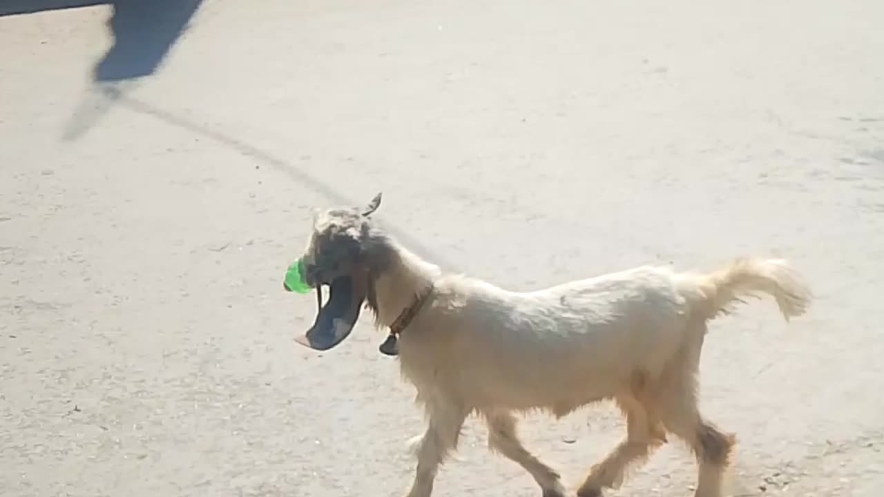 This Goat Just Broke the Internet! 😂🐐 #FunnyGoatMoments”