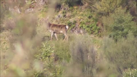 Bow hunting New Zealand