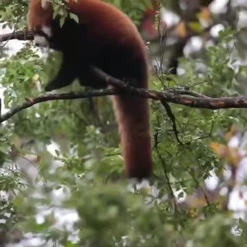 Red panda bears