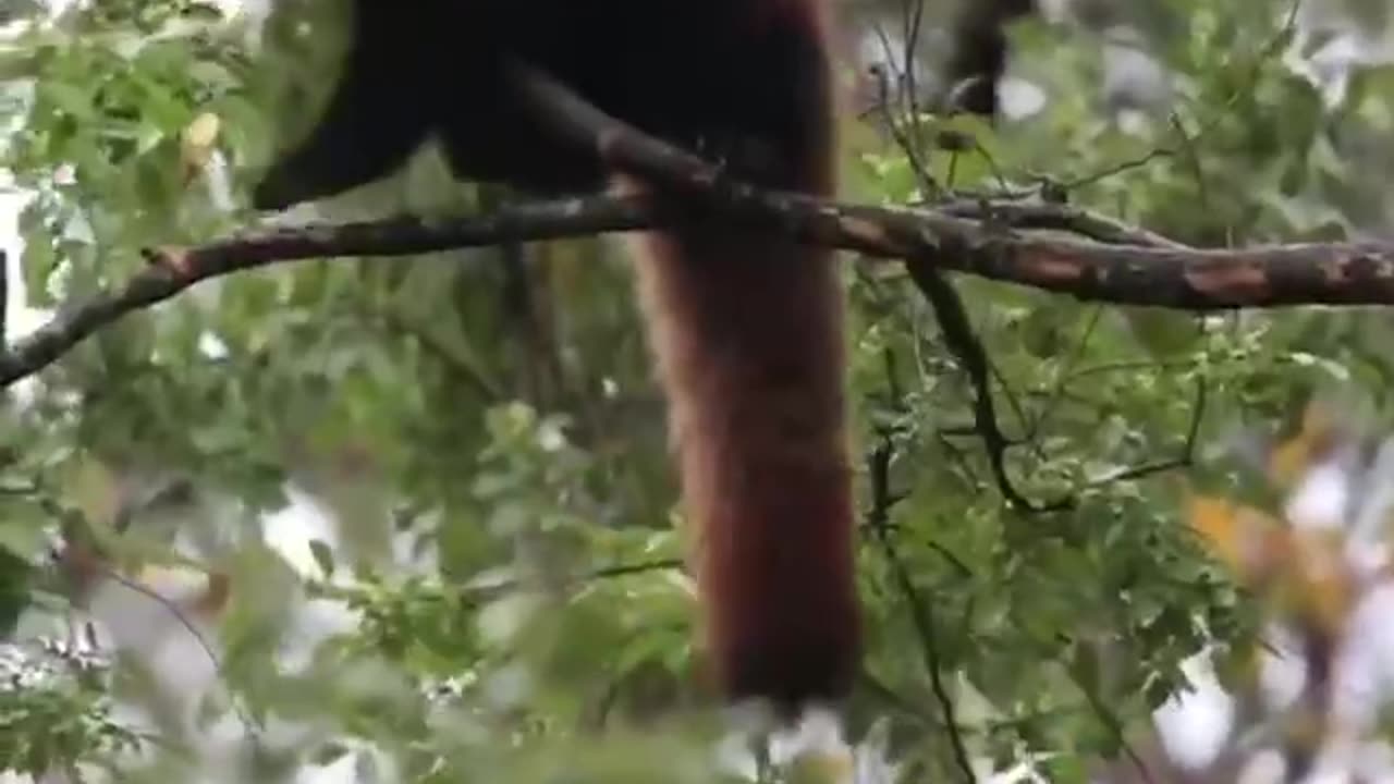 Red panda bears