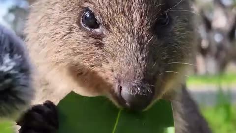 This leaf is very tasty
