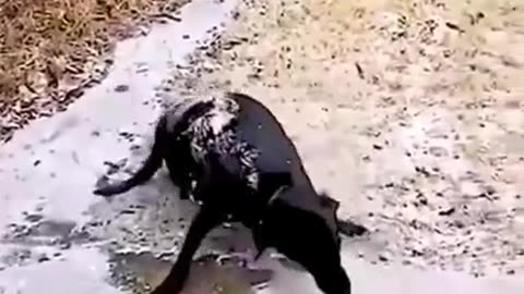 #pets