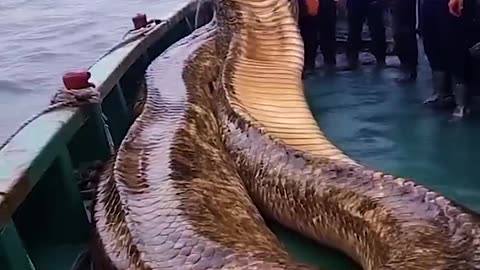 Before & After Animals Growing Up - Amazing Animal Transformation #animals #transformation #hahahive