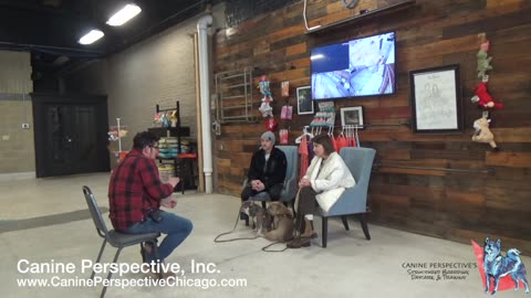 Consultation: Mars | French Bulldog Attacking Other Bulldog In The Home, Becoming More Frequent