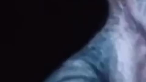 L'une des vidéos Alien les plus captivantes à ce jour🧐🤔👽