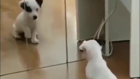 Puppy sees himself in the mirror for the first time.. 😊