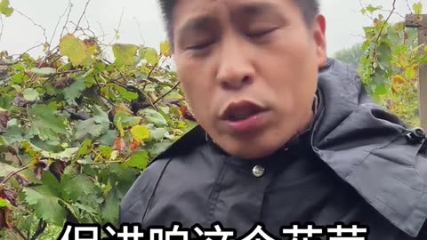 铁丝能让果树高产吗？是真是假？#果树种植 #葡萄种植 #葡萄施肥 #花芽分化 #果园管理