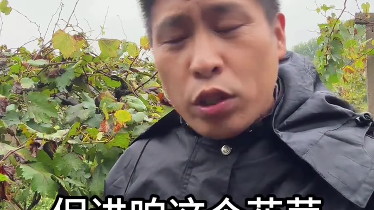 铁丝能让果树高产吗?是真是假?#果树种植 #葡萄种植 #葡萄施肥 #花芽分化 #果园管理