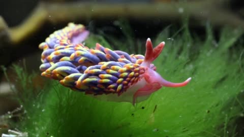 What a beautiful nudibranch