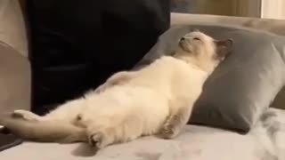 😂🐶 You Won't Believe How Tired This Dog Is! | FunFM