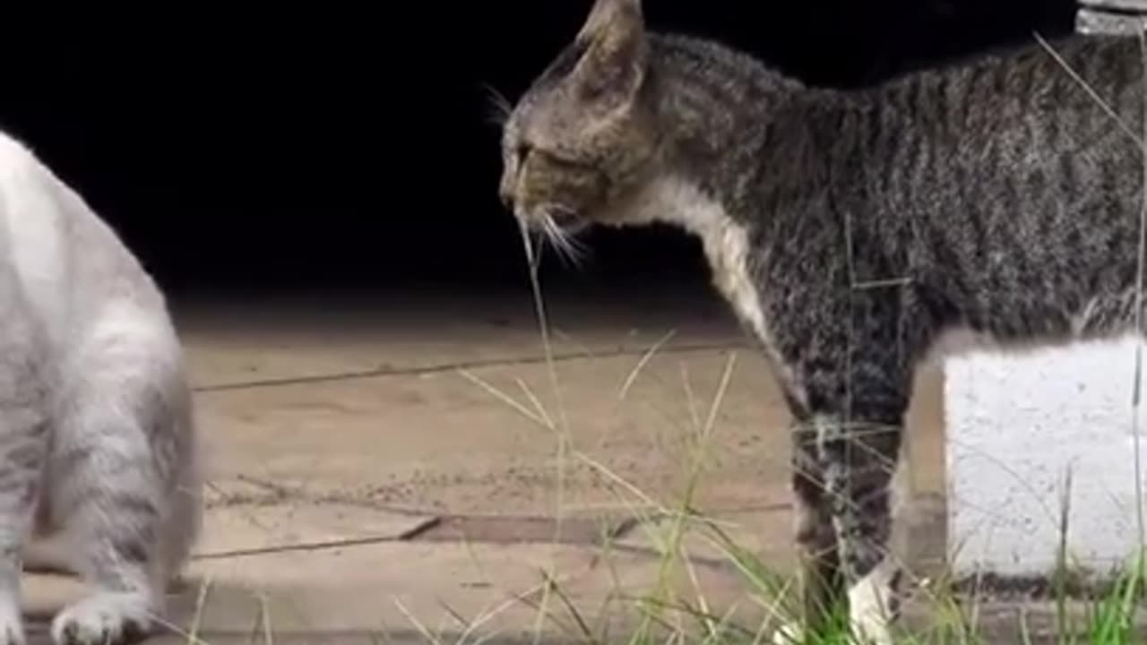 Cats fighting in the street |hilarious video| cat video