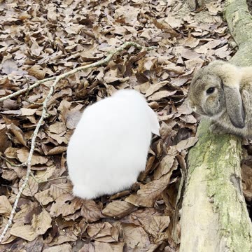Bunny Snack Corner (Calm Rabbits Eating Together)