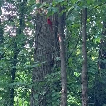 Cardinal bird
