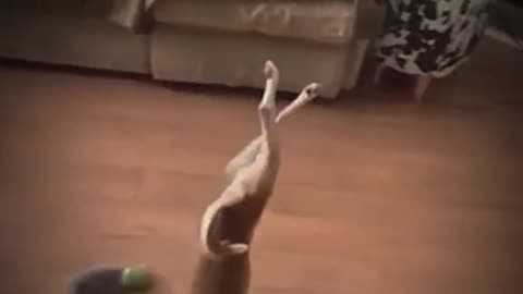 Pets That Will Make You Laugh 😂🐶 #Shorts