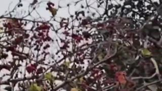 Ukraine war combat footage 10/23/25