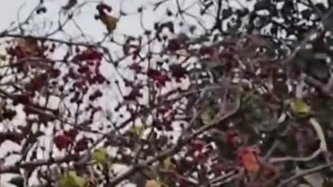 Ukraine war combat footage 10/23/25