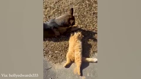 Tiny Legends of the Wild - Funniest Animals Compilation 2025 Part 83 - -DaIl_25XSY