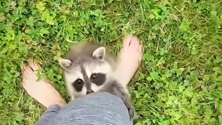 The girl found a baby raccoon lying helpless on the grass and then brought it home