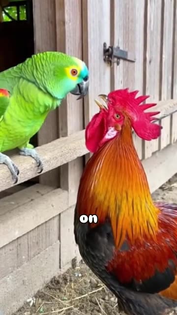 Totally Get it Parrot tries to Shut the rooster 🐓 Up!