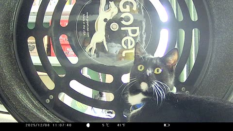 Cookie Cutter The Cat Surprised By Someone In Cat Room, Filmed By KJK JDL201, Dbn, MI, Dec. 8, 2025
