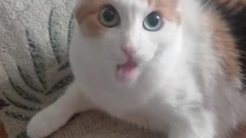 my #cat sings