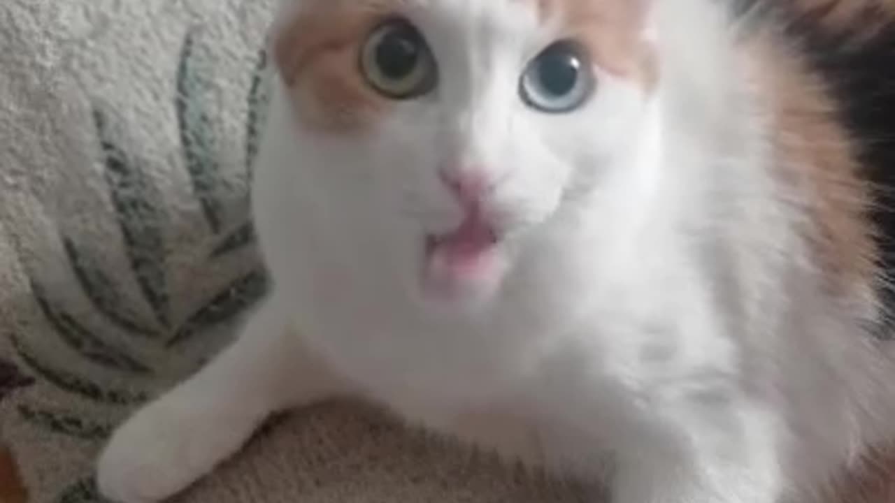 my #cat sings
