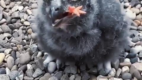 EAGLE CHICK EATS A BABY CHICK