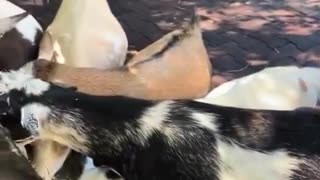 🐐 Goats for Sale! You Won't Believe This | FunFM